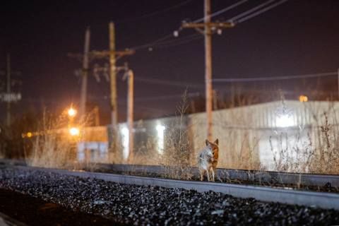 A solitary coyote pauses on an overgrown railway track at night, framed by weeds and shadow, with distant warehouse lights and power lines glowing through the dark.