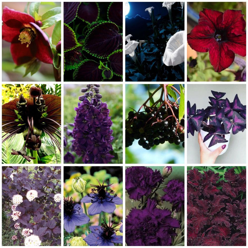 Some of the varieties pictured: Oxalis. Coleus. Bat Flower. Black Cherry. Purple Ninebark. White Moonflower.