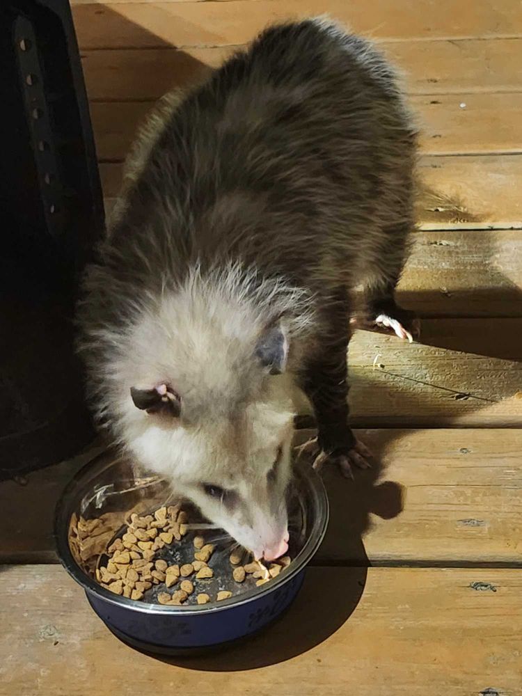 Well, I'll be darned. Until last night, I didn't know that felids and rodents can produce viable offspring.

DESCRIPTION: An endearingly shaggy whitish-grey mammal eating kibble on the backyard deck. Triangular face, tiny pink nose, tiny round ears, tiny paws, and a rodent-like tail (not pictured). He doesn't walk or run. He waddles at variable speeds. Waddle waddle waddle.
