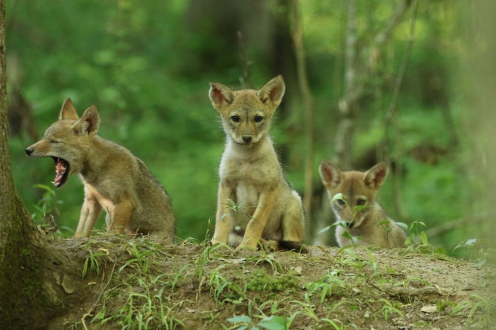 Coyotes Might Make 'Puppy Eyes,' Suggesting the Facial Expression Evolved for More Than Just Cuteness