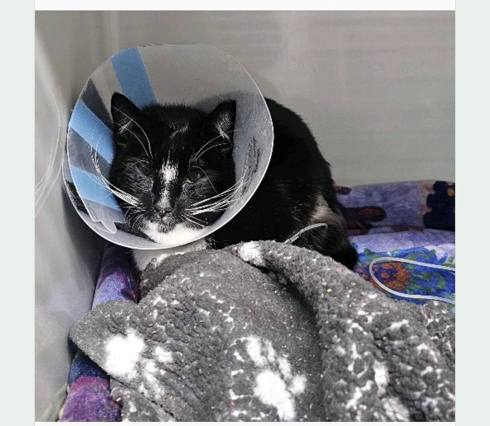 My black and white tuxedo cat laying on a grey and white blanket. He is wearing a clear pet cone. 