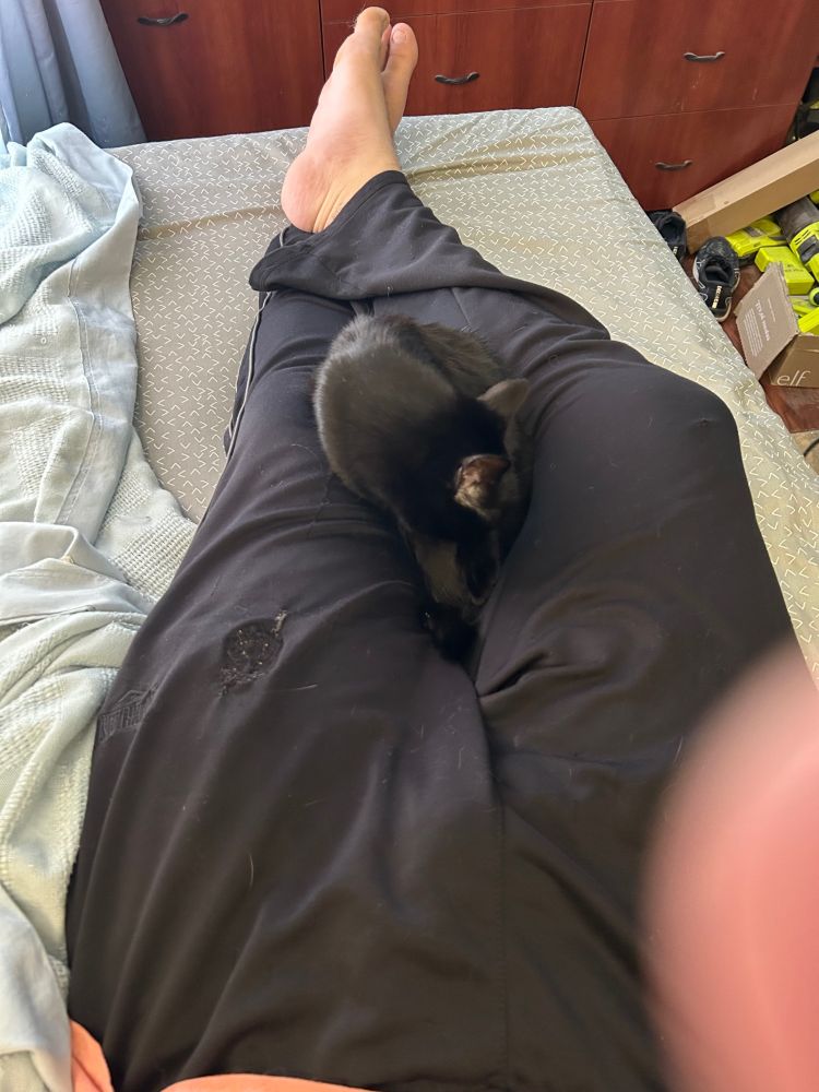 Paprika the unusually small black cat sitting between my unusually normal-sized human knees