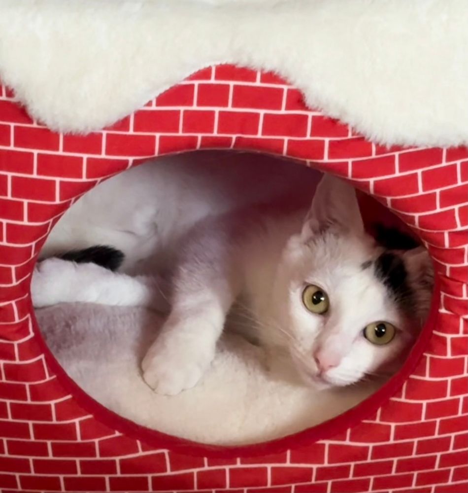 A very cute cat named Freyja who is black and white in a chimney plush bed. 