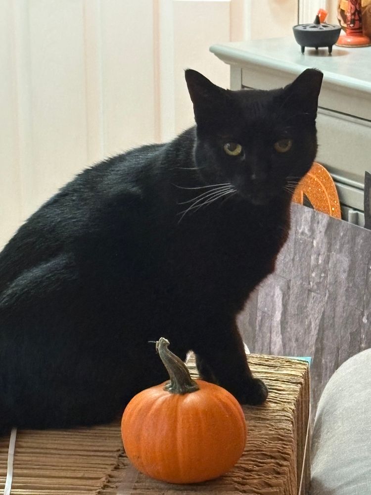 Black cat sitting next to a small pumpkin. She is not impressed. 