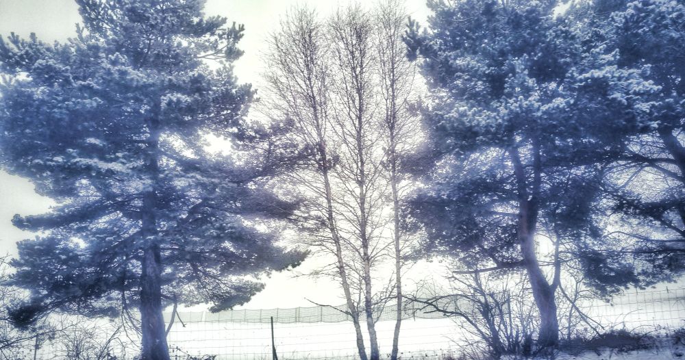 Les arbres du Massif Central, France sous la neige.