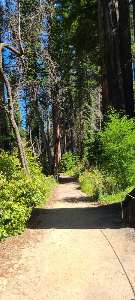 New. Well-maintained trail. Now too bright for ferns.