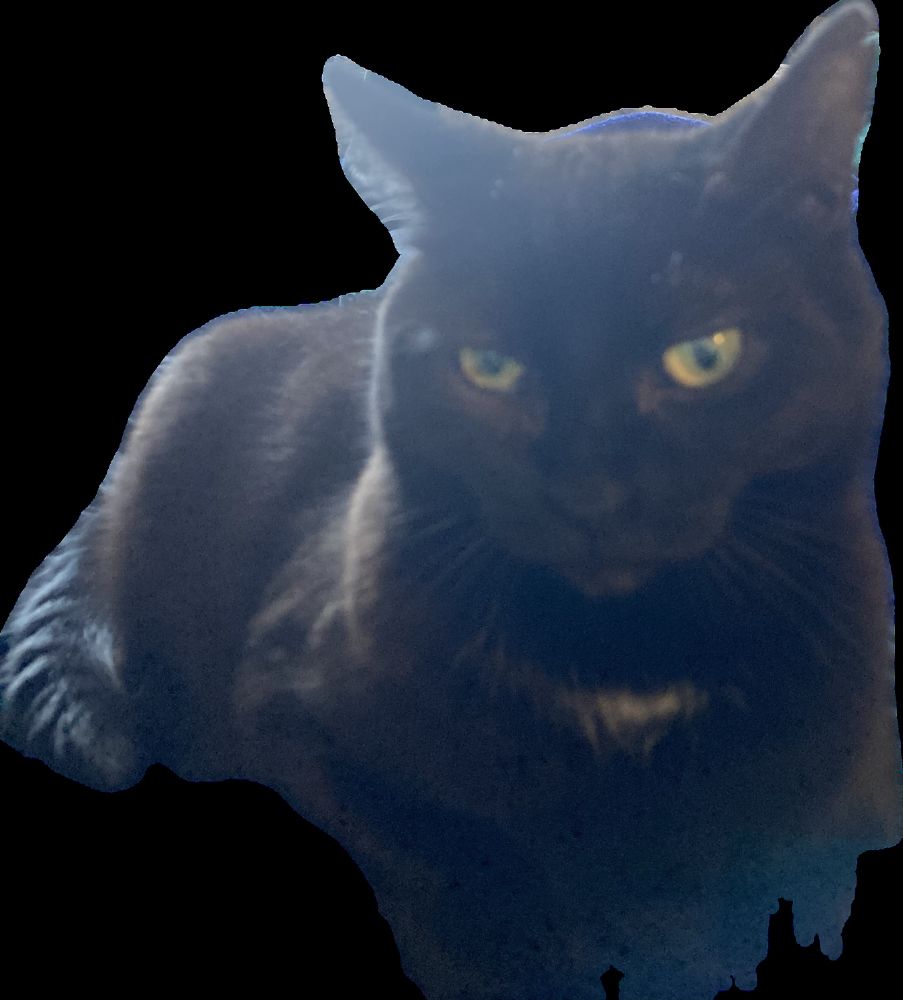 Our black (with little white bits) moggie, Midnight