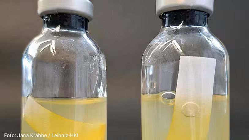 Der Vergleich zweier Kulturen von Acetivibrio thermocellus mit Filterpapier als Zellulosequelle zeigt den Einfluss des Pigments YAS auf den Zelluloseabbau durch das Bakterium. Foto: Jana Krabbe / Leibniz-HKI