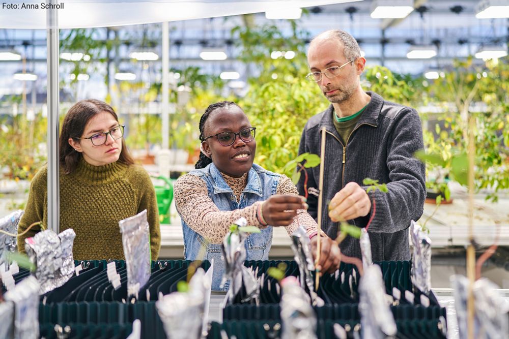 Angela Muraya (centre) examines her plants with Natia Geliashvili (left) and Bas E. Dutilh (right).