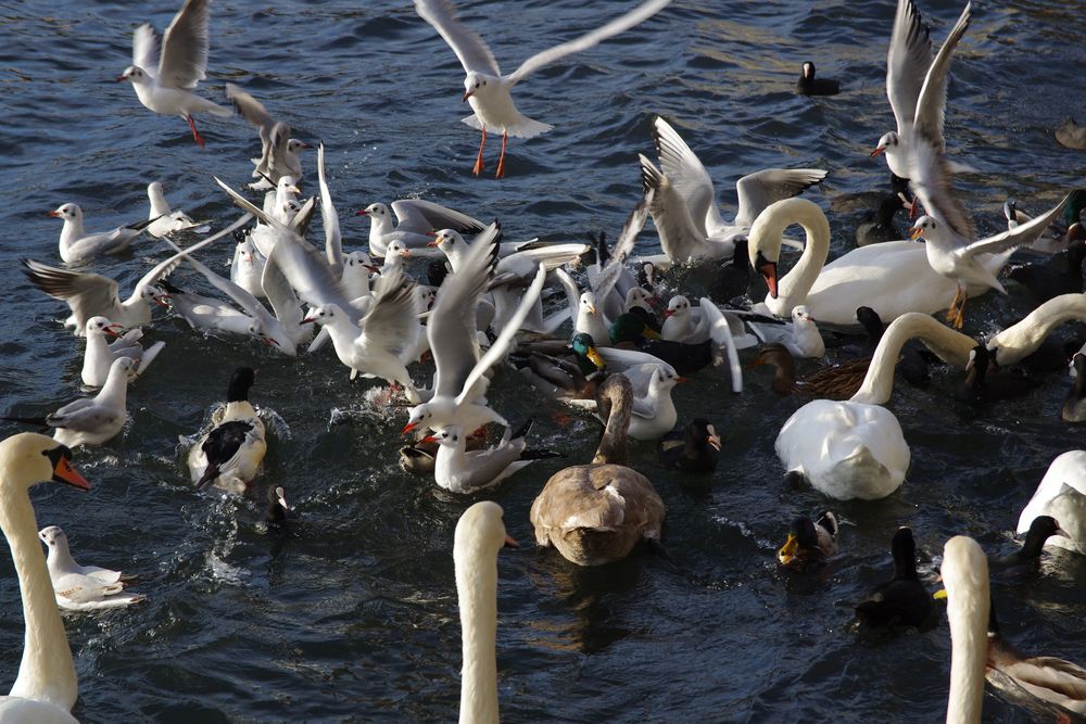 Ein wildes Durcheinander von Enten, Schwänen und Möven streiten sich um das Futter
