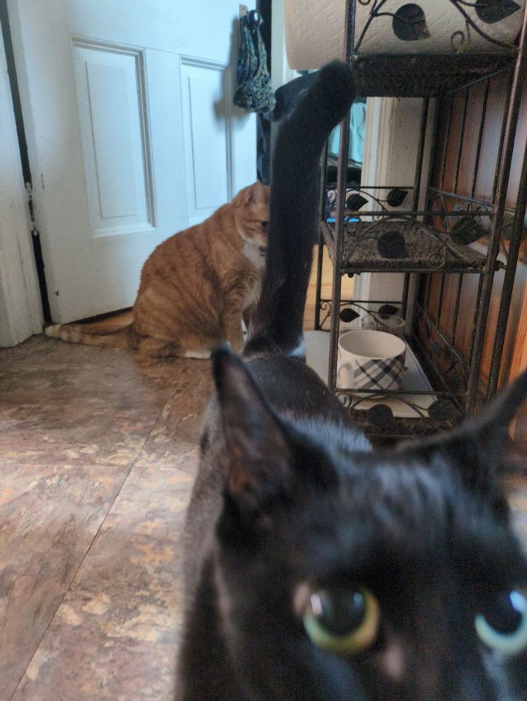 Black cat (Cleo) up close to the camera at the bottom right corner, his tail is up straight and is almost fully covering tiggers face, who is the orange cat sitting behind him a few feet away. 