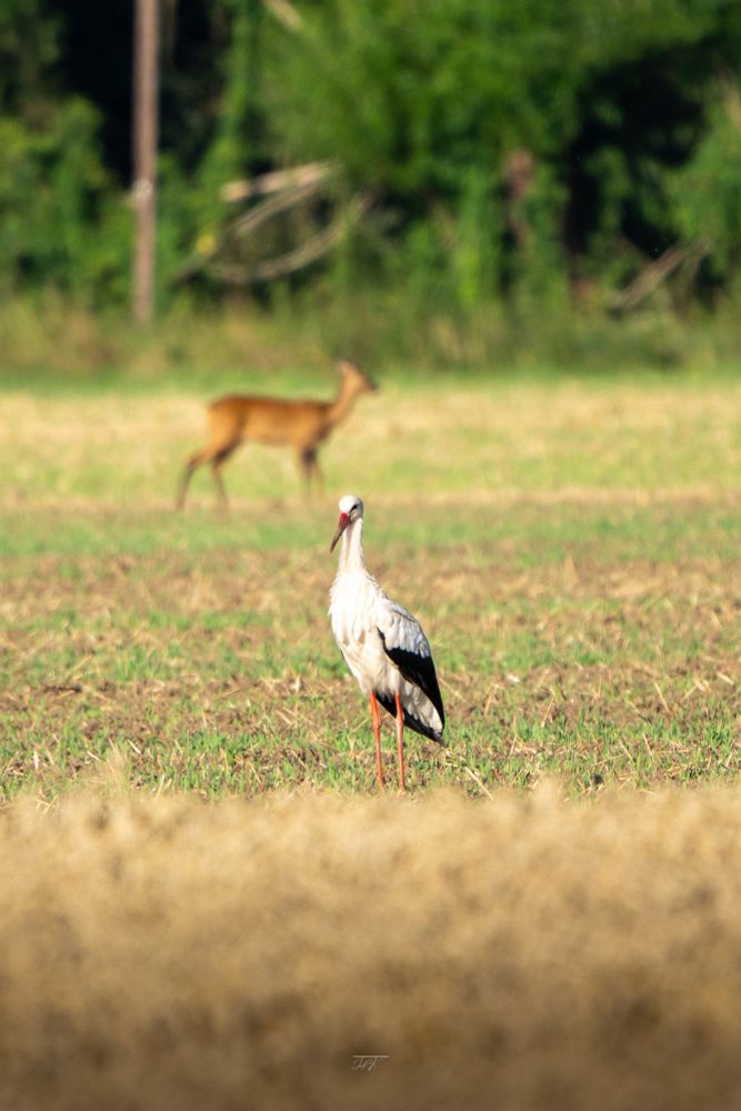A white stork stands calmly in a sunlit field, sharply in focus, while a deer walks softly in the blurred background. The image captures a peaceful rural scene with vibrant greenery and golden grass in soft summer light.


