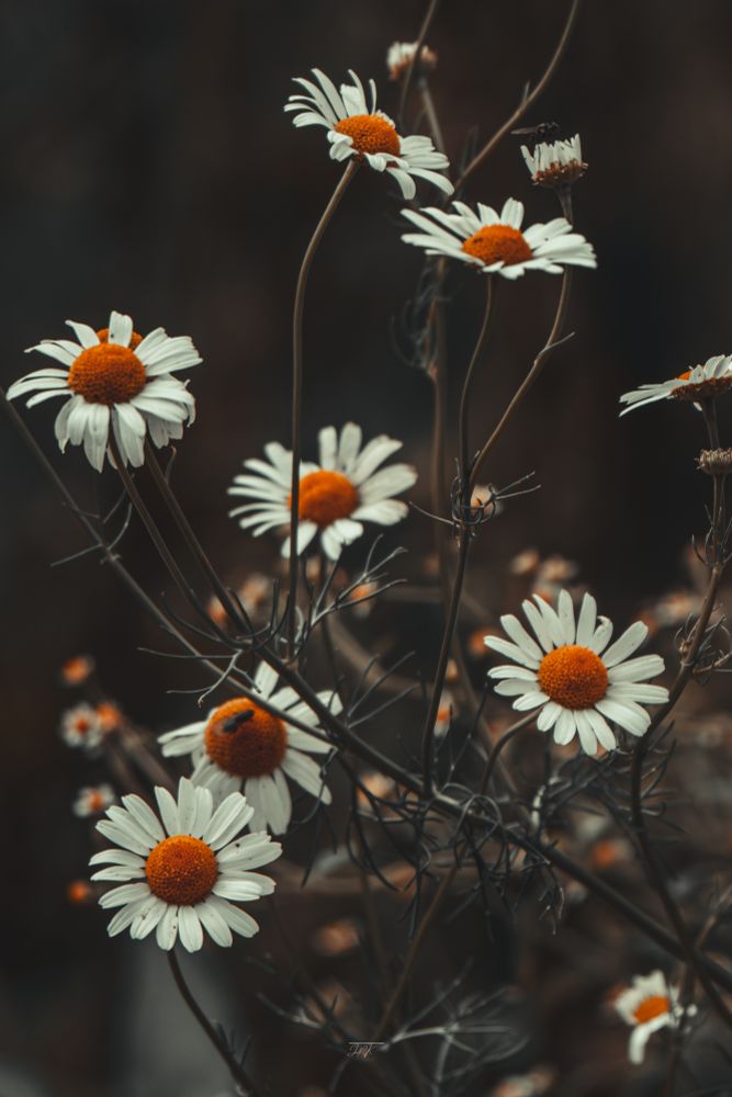 A close-up of wild daisies with white petals and bright orange-yellow centers, set against a dark, blurred background. The contrast between the vibrant flowers and the moody tones emphasizes their delicate beauty. One daisy hosts a small insect, adding a touch of life to the quiet scene. The overall atmosphere feels calm, natural, and slightly melancholic.

