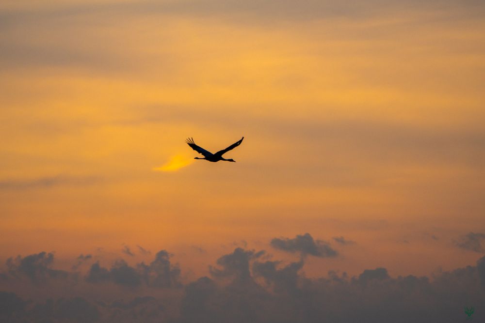 The silhouette of a crane in the orange morning sky.