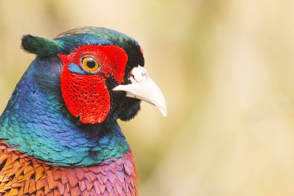 Close-up of a cock pheasant's head