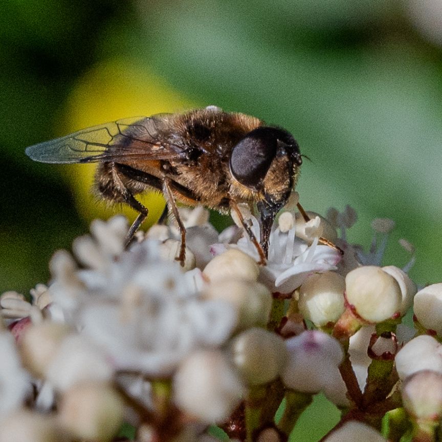A bee feeding on a viburnum. Covered in pollen grains. 