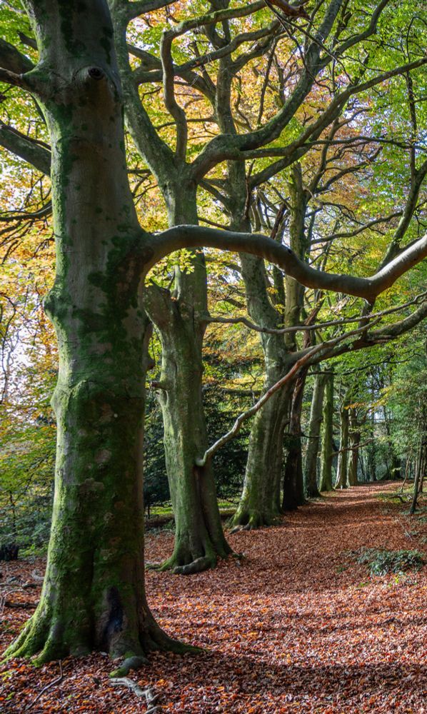 A line of beech trees with green/red/yellow leaves. Sun shines from the left and the trees cast their shadows over an path that is brown with fallen leaves..