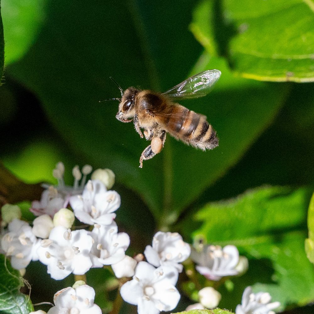 A bee about to land on a viburnum. Pollen sacks hang off his front legs. 