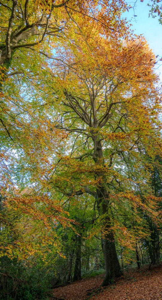 A beech tree with green/red/golden autumn leaves.