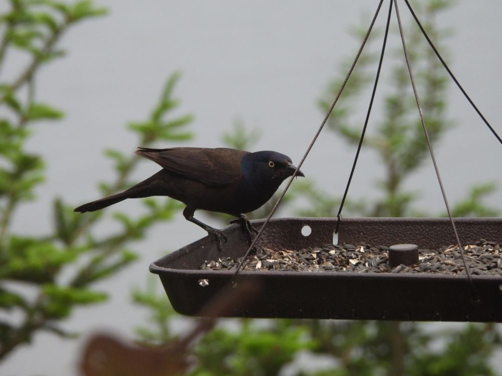Common Grackle.
