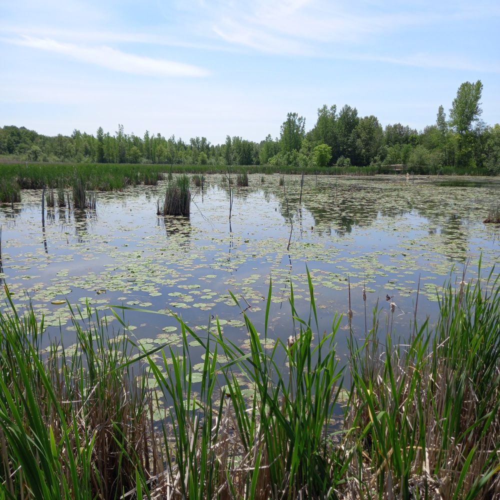 Marais Réal D Carbonneau