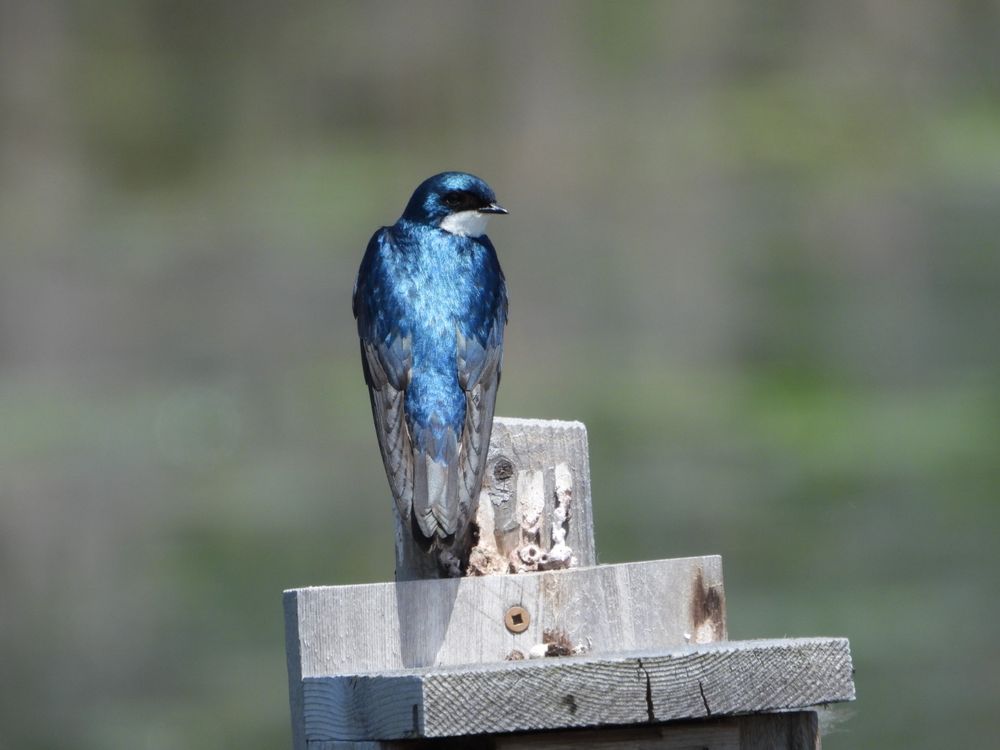 Tree Swallow