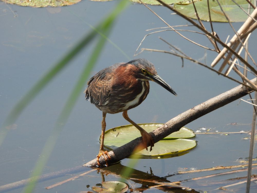 Green Heron