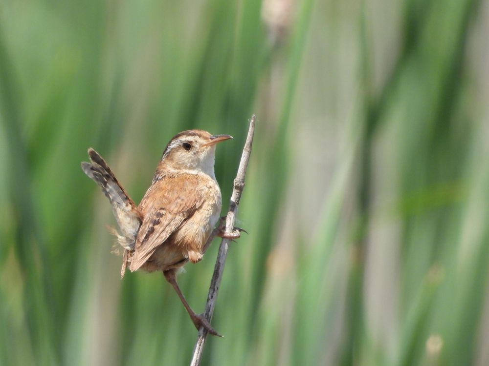 Marsh Wren