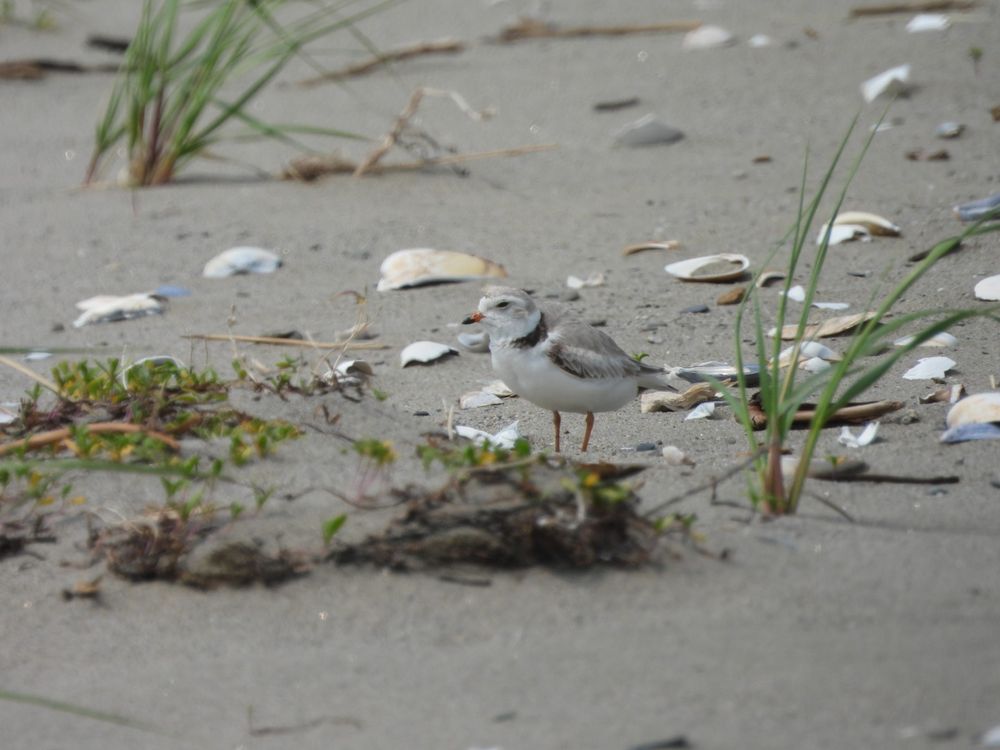 Piping Plover, female. 