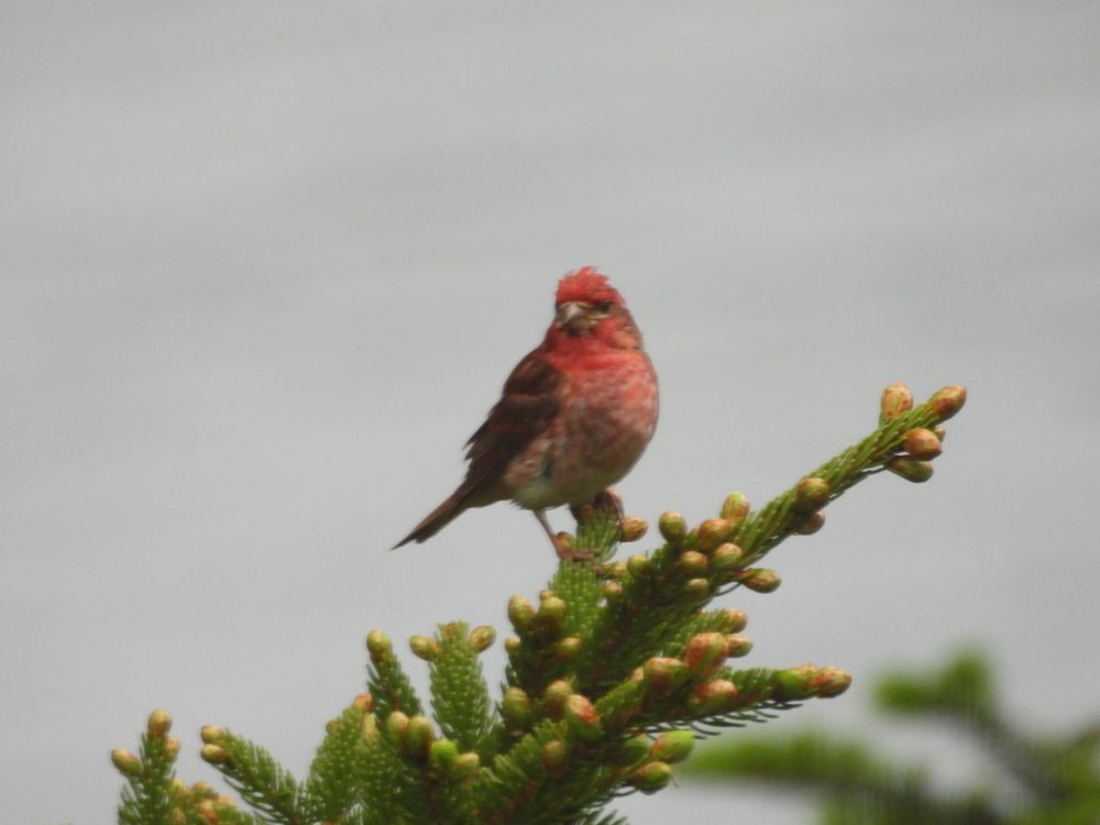 Purple Finch