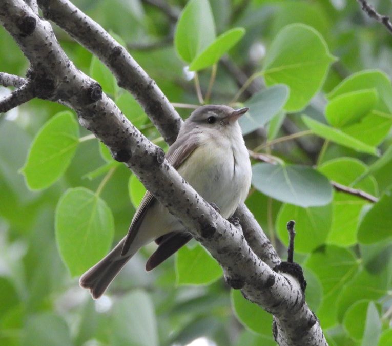 Warbling Vireo 