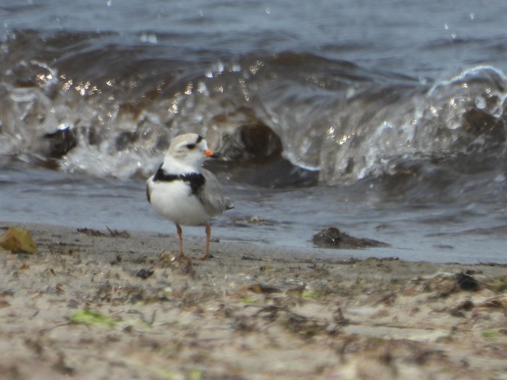 Piping Plover, male