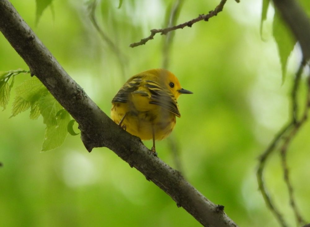 Yellow Warbler 