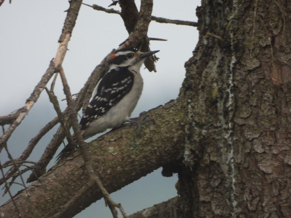 Hairy Woodpecker 