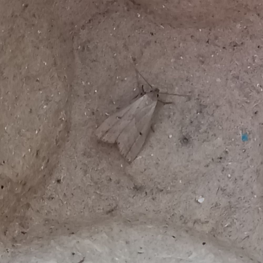 Marsh Oblique Barred 