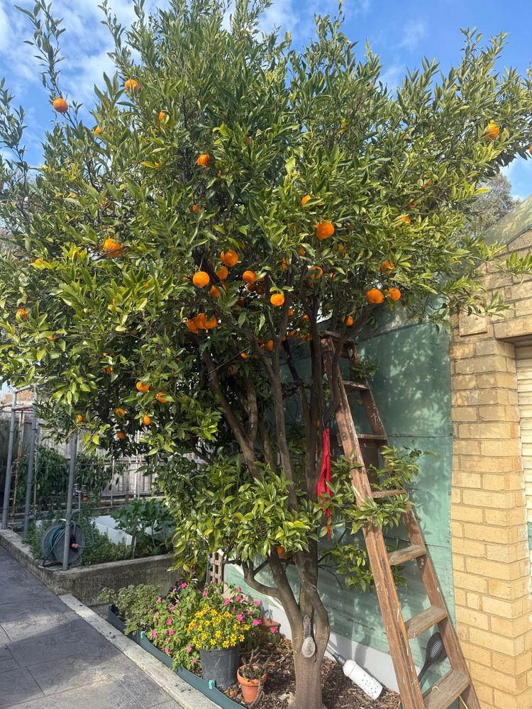 Large tree with mandarins, flowers growing at the base and a ladder leaning up against it 