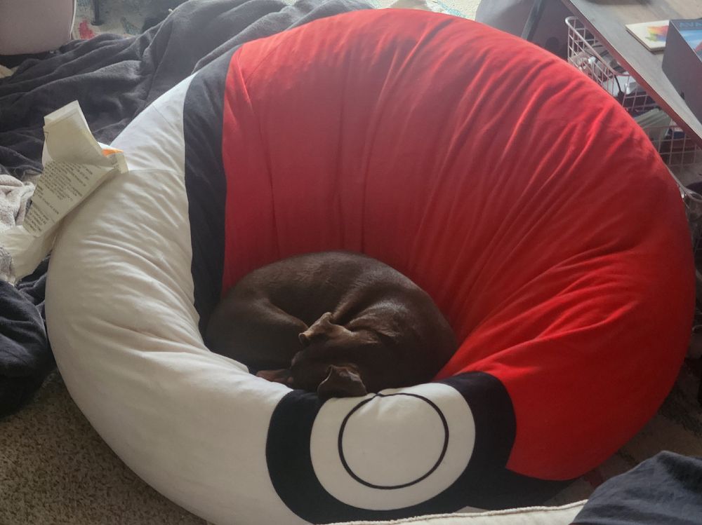 An image of a small dog curled up in a large bean bag chair, colored to look like a Poke Ball, taken from a different angle than the other 2 pictures. The dog is resting with his head down.