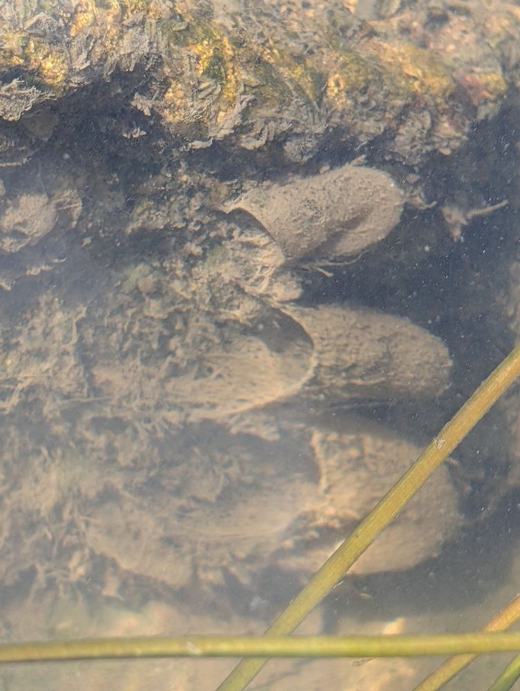 Trois sacs en de trichoptères sous l'eau attaché à une roche.