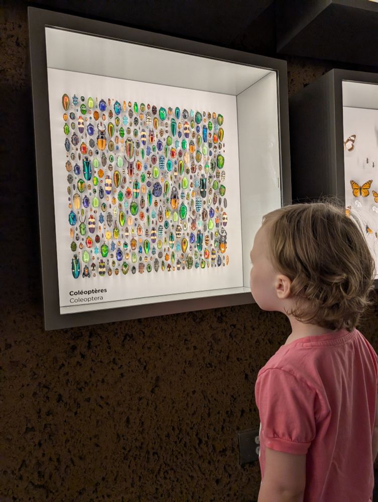 Toddler looking at a colourful beetle exhibit 