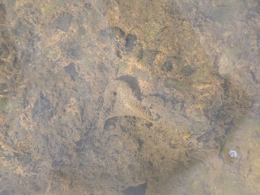 A cone shape looking silk bag stuck to a rock underwater 