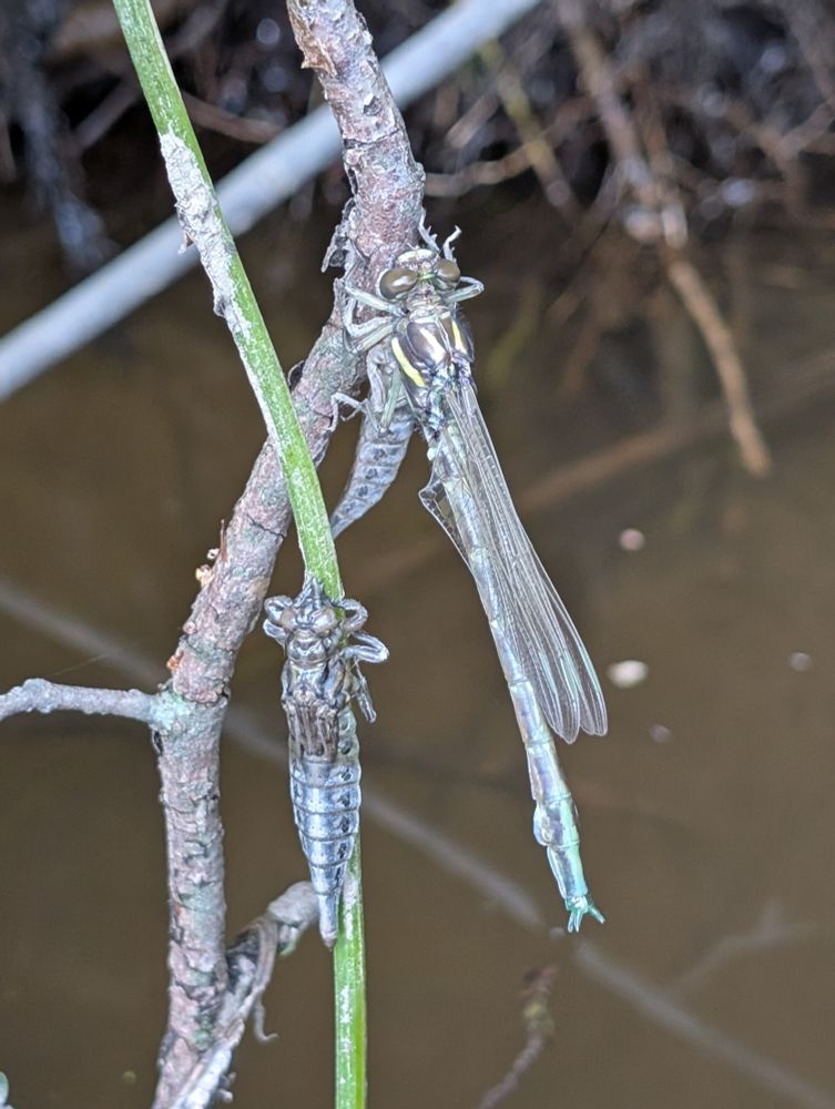 General adult Dragonfly on a branch with an empty exuviae under it and a last stage larva on a twig beside it. 