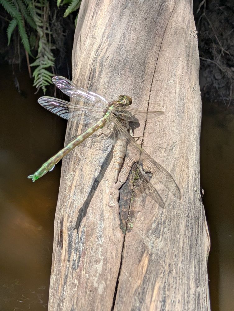 Adulte de la libellule Stylurus spiniceps fraichement emergé avec son exuviae pres d'elle sur un bout de bois. 