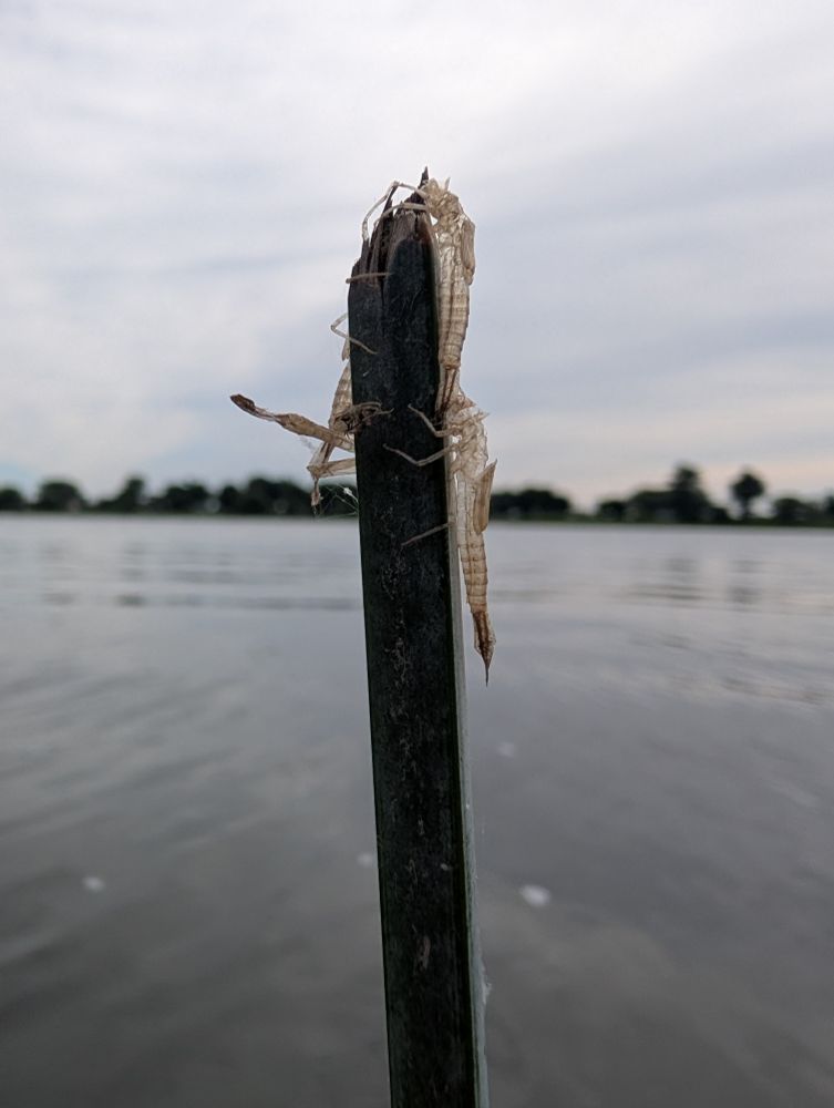 4 exuviae of damselflies on a stick with a river in the background.