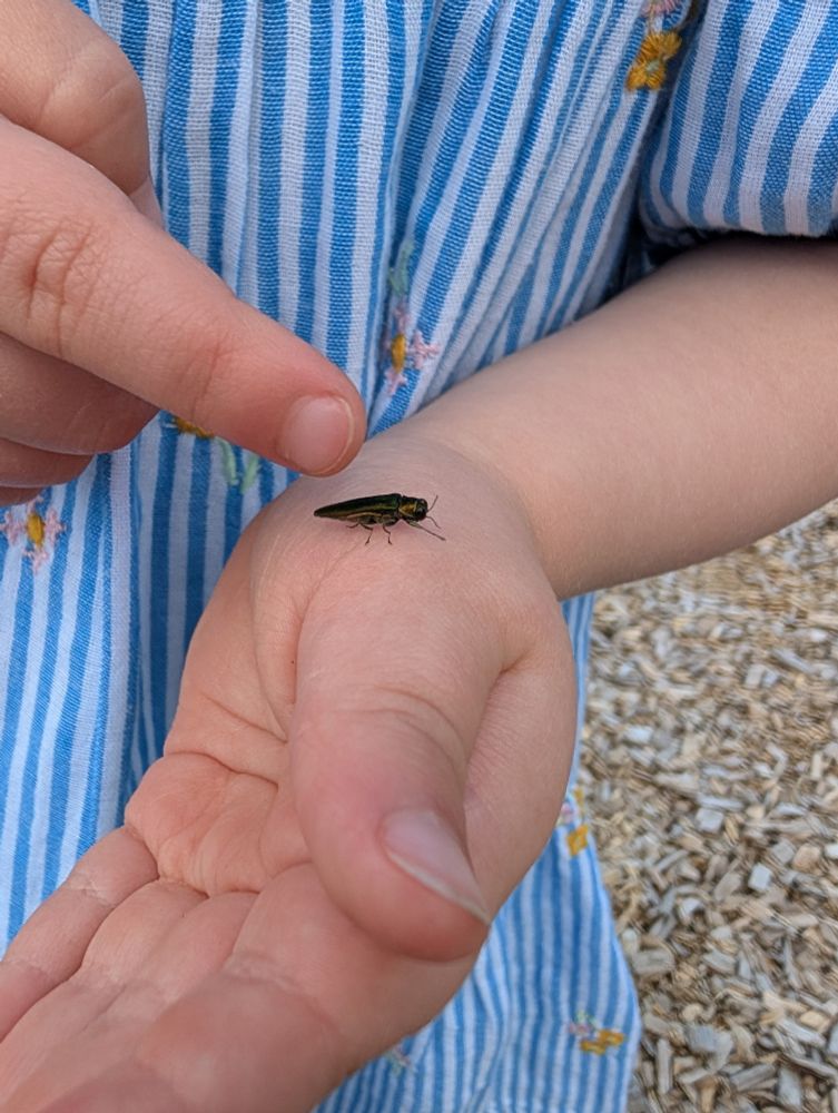 A little green beetle in a toddler's right palm. The index of the toddler's left hand poking the beetle. The toddler is wearing a blue and white striped dress