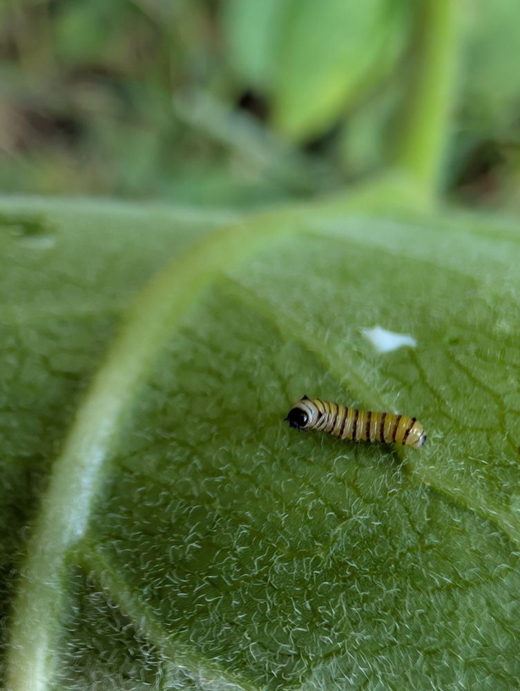 Tony yellow and black caterpillar with a black head on a big green leaf.