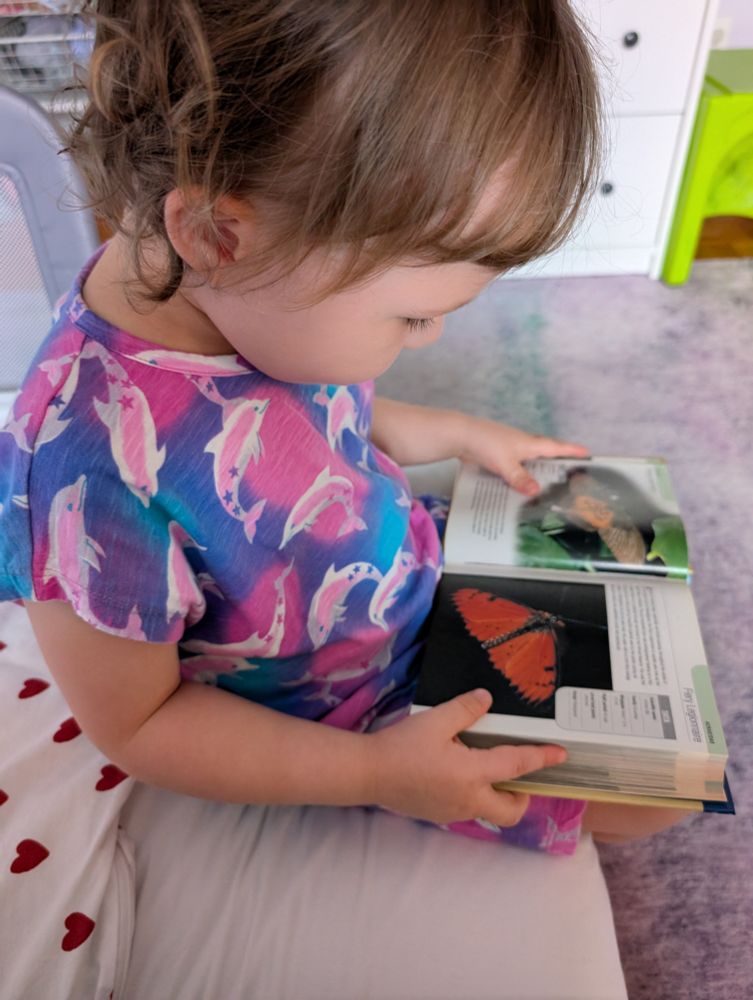 3 year old girl in a dolphin print blue dress looking down at a book open to a page with a big orange butterfly. 