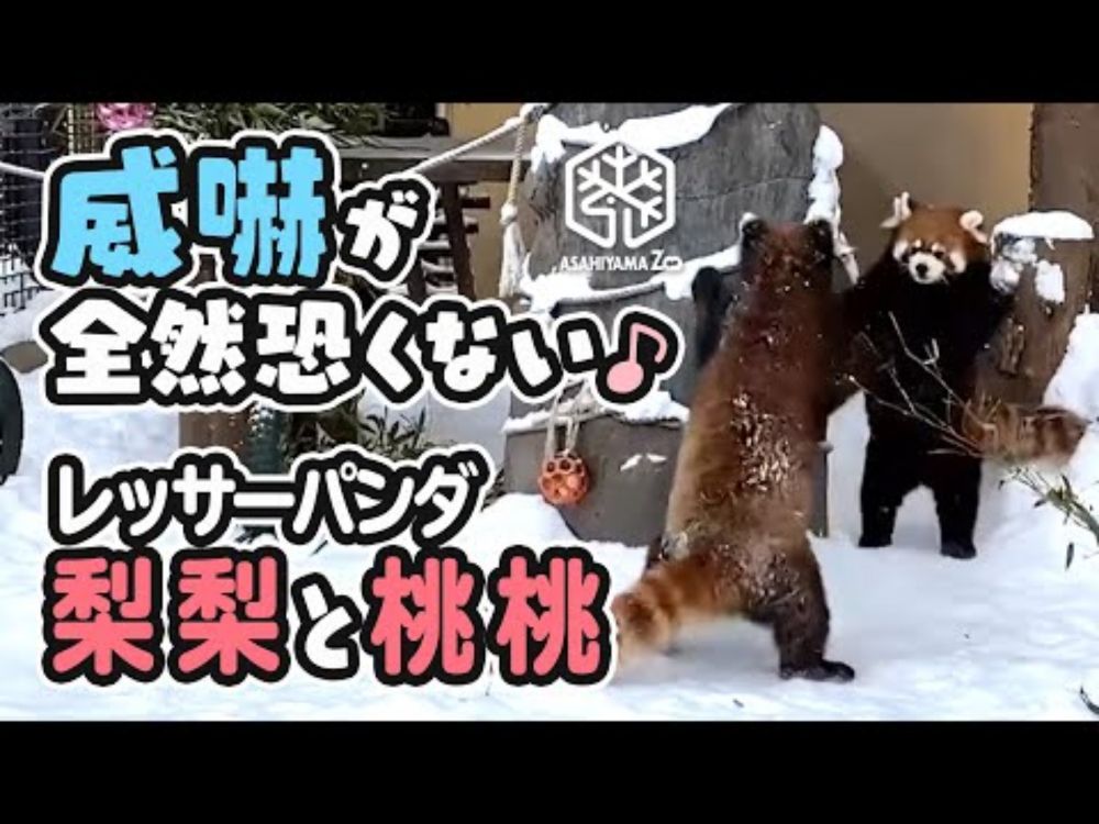 【旭山動物園】威嚇がぜんぜんこわくない♪🦝🦝双子のレッサーパンダ🍐梨梨と🍑桃桃 [Asahiyama zoo] Twin red pandas, ReeRee and TaoTao.