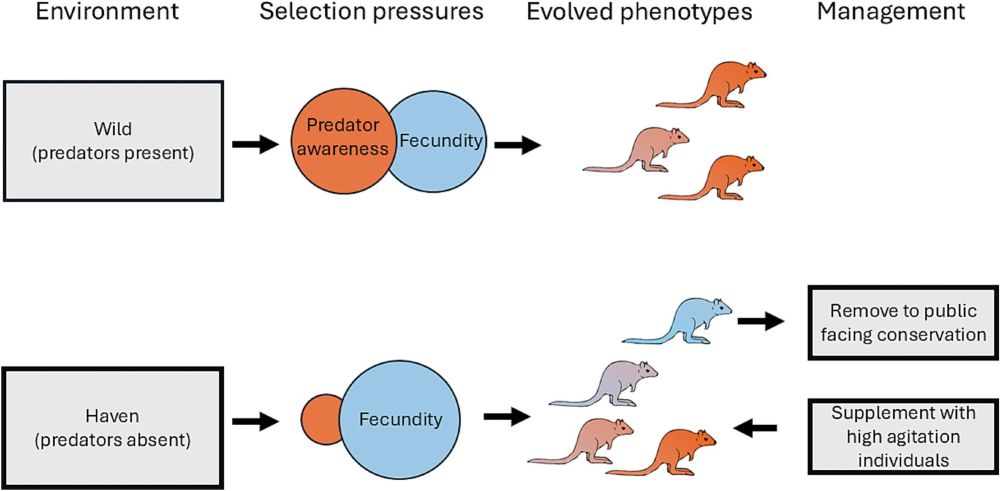 Hypothesis for the consequences of selection on fecundity in havens. If there is a trade-off between predator-wariness and fecundity (Fig. 1), differences in selection in ‘wild’ populations where predators are present, and ‘havens’ where predators are absent, will lead to the evolution of divergent phenotypes. The size of the circles represents the strength of selection acting on the population, with wild populations balancing predator anxiety and fecundity, whereas in havened populations fecundity is released from the trade-off by the absence of predators, and predator anxiety traits diminish under selection for fecundity. The phenotypes of the resultant populations are coloured to represent their bias/balance between anxious (red), predator-wary traits and fecundity (blue). Selective removal of low anxiety individuals for public facing conservation, and supplementation with anxious, predator-wary wild animals, may help ameliorate selection for fecundity in havens. 