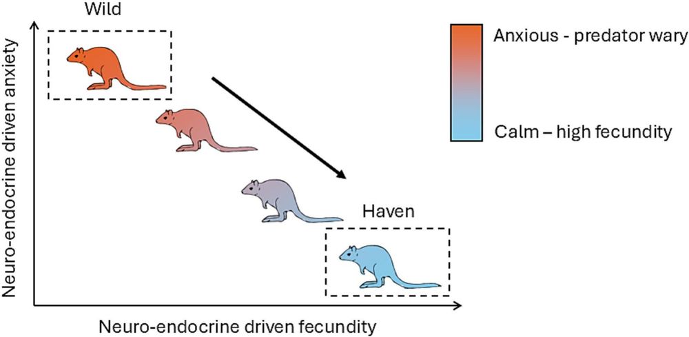 Trade-off between anxious, predator-wary traits and fecundity mediated by their common dependence on the neuroendocrine system. Anxious, predator-wary individuals have low fecundity (red), and calm, less predator-wary individuals have high fecundity (blue). In havens the predominance of fecundity selection may rapidly select for high fecundity, less predator-wary individuals.