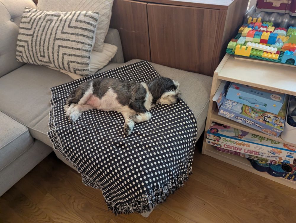 Same little floppy ears black and white dog lying on her side, she looks asleep 